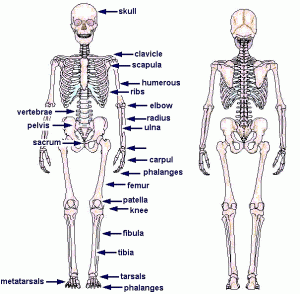 Struktur Tulang Normal